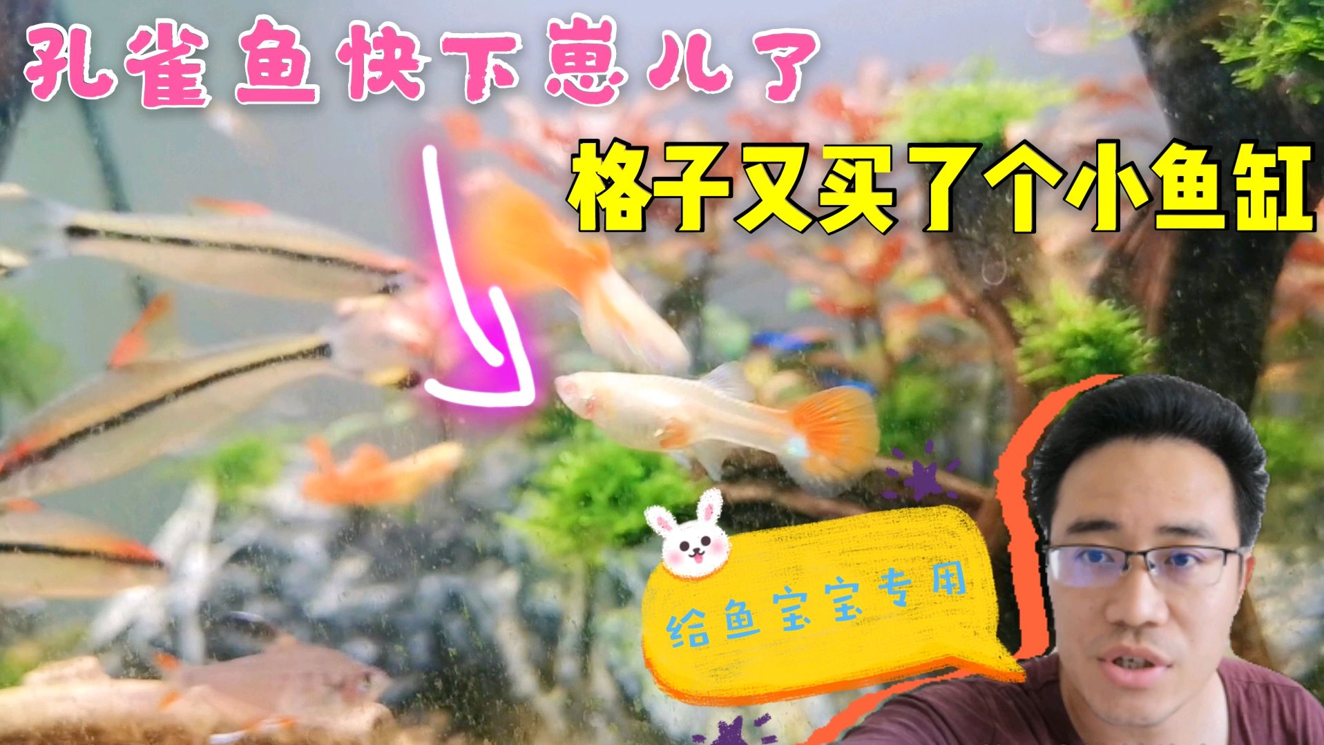 孔雀鱼快下崽了,为了小鱼宝宝不被大鱼吃掉,格子专门又买个小缸