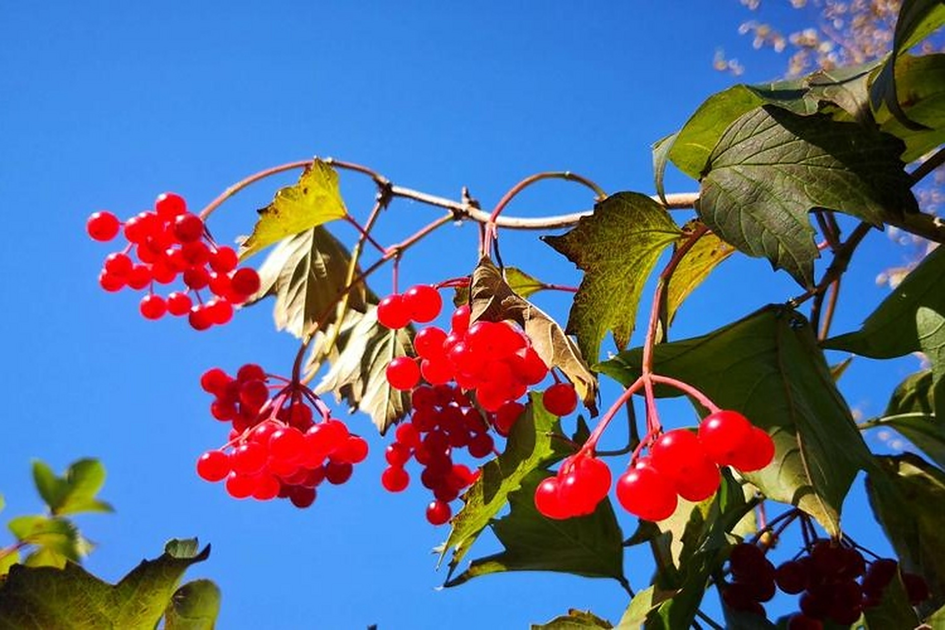 秋天的鸡树条,挂满了红彤彤的果实,闪亮登场!