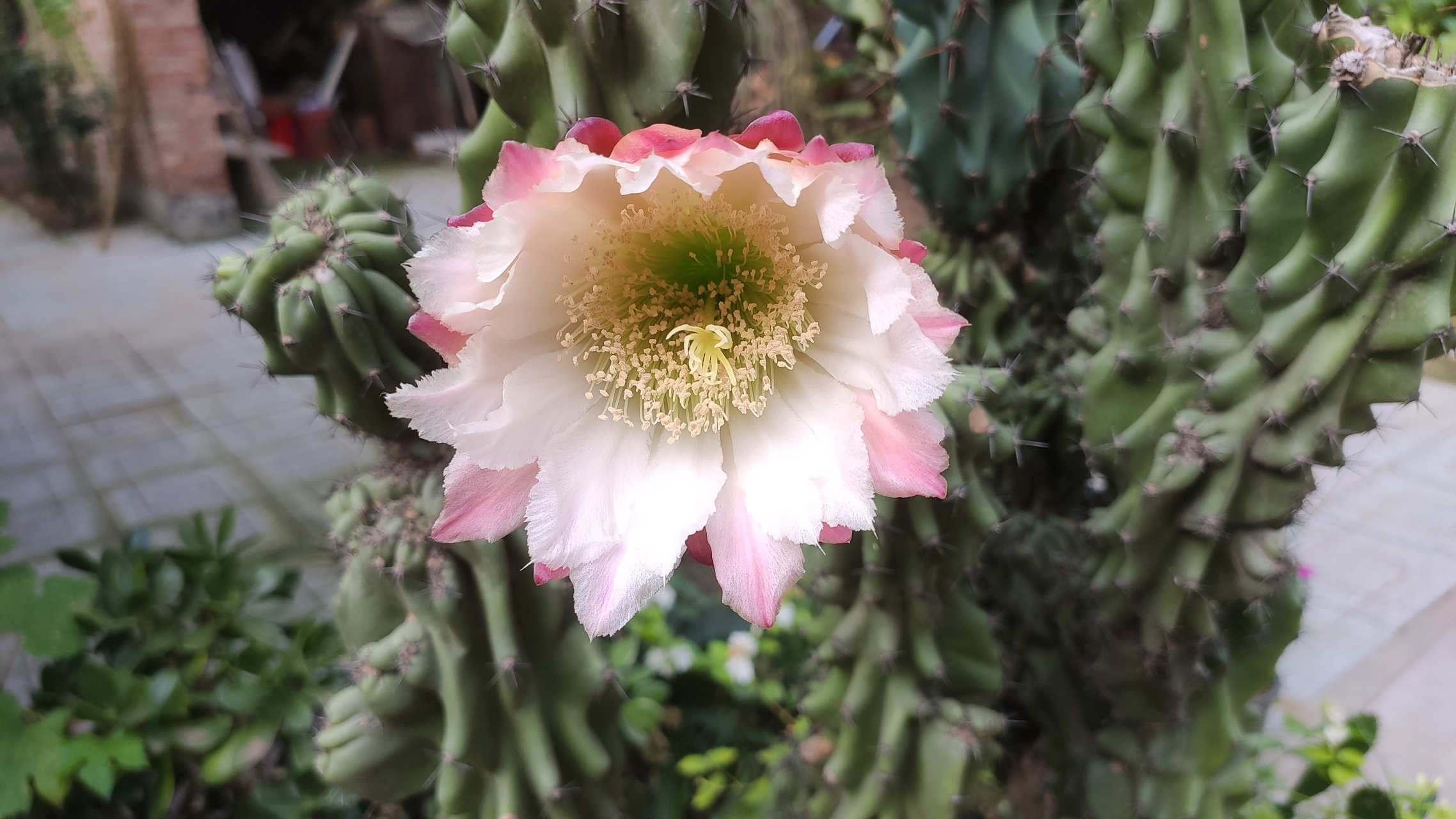 山影拳属于仙人掌科,形状好像山影一样,又像突兀的石头,在容姐看来