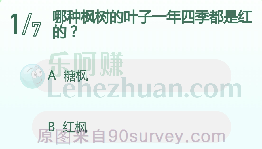 枫树红枫的叶子一年四季都是红色的
