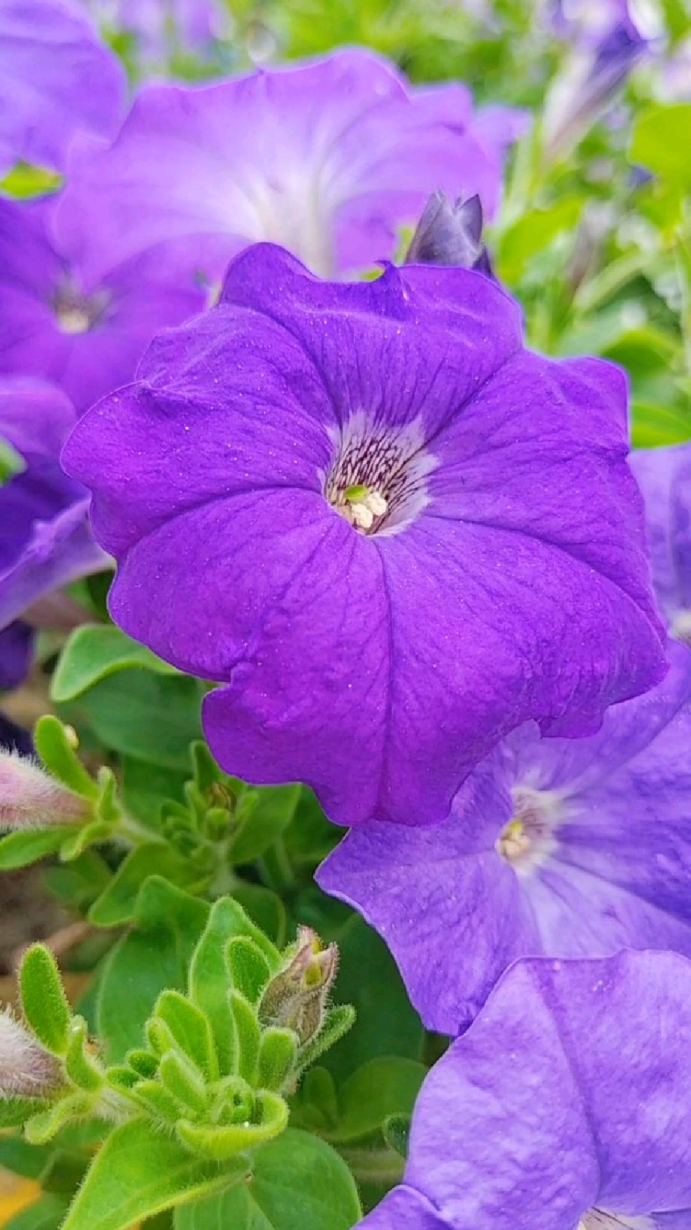 碧冬茄花期图片