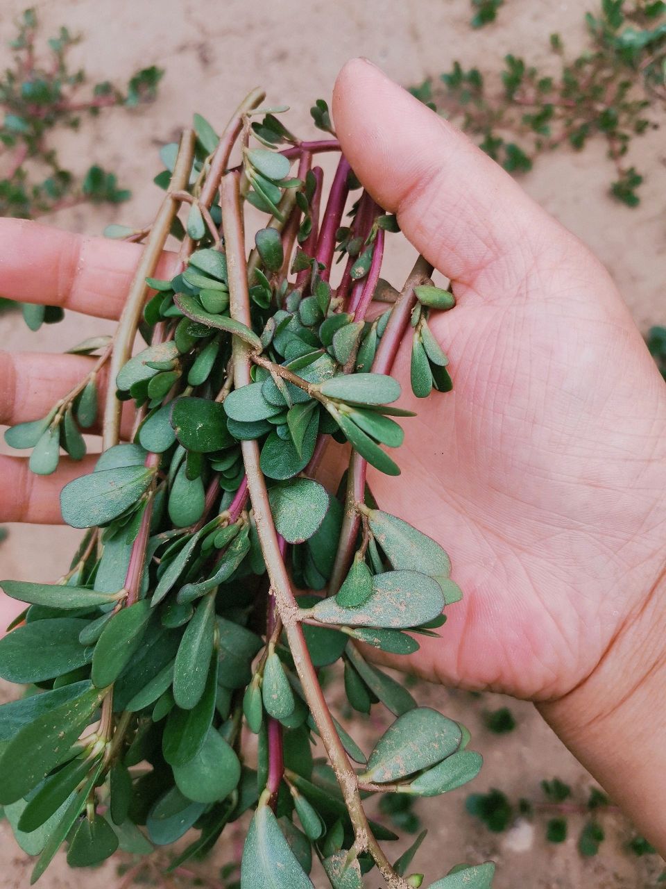 马食菜花图片