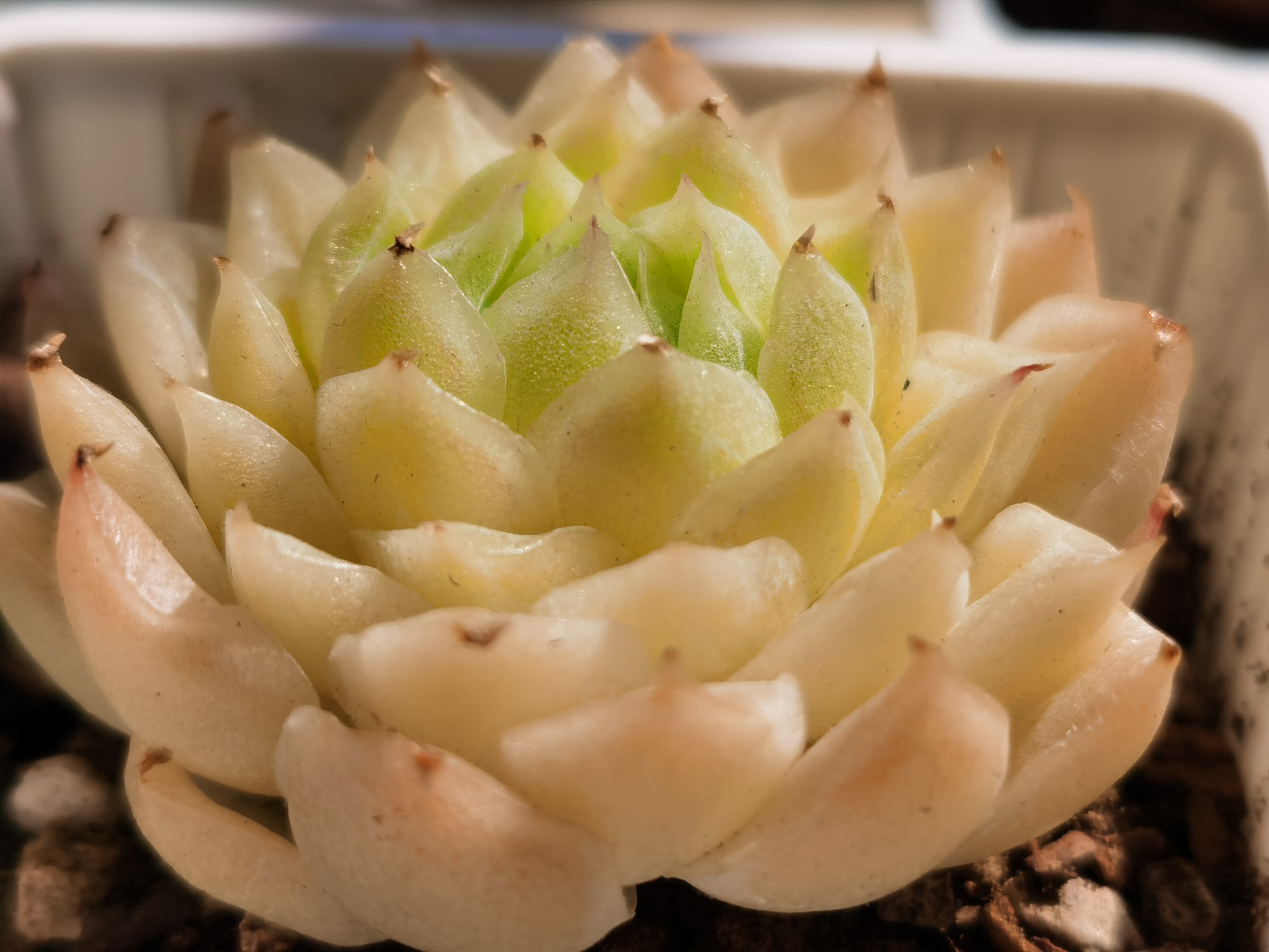 一棵珍妮体的多肉麦秆