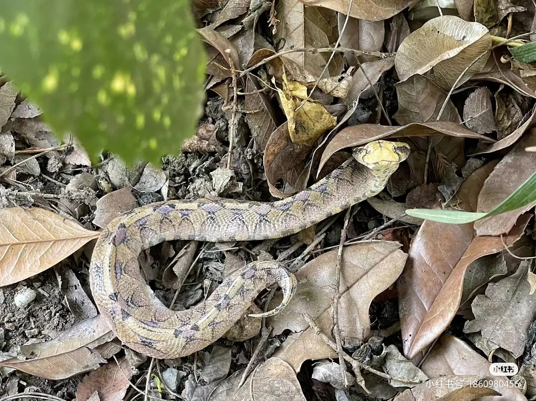 这个蛇为何如此的短