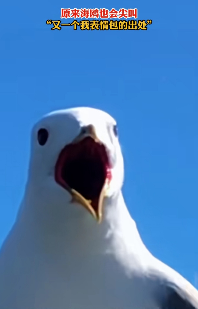 又一个我表情包的出处