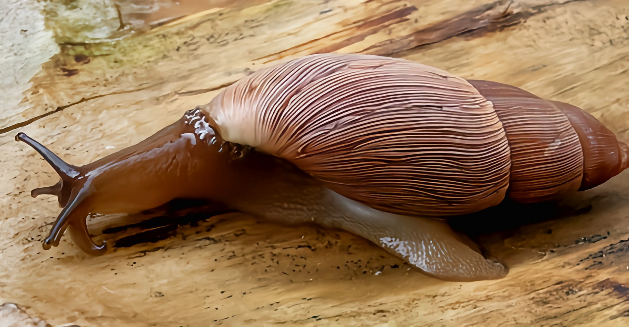 每天认识一种动物——玫瑰橡子螺 玫瑰橡子螺别名玫瑰蜗牛,原产于北