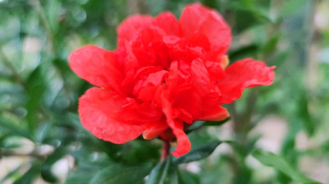 蒙阳红石榴,4年后终于开花了