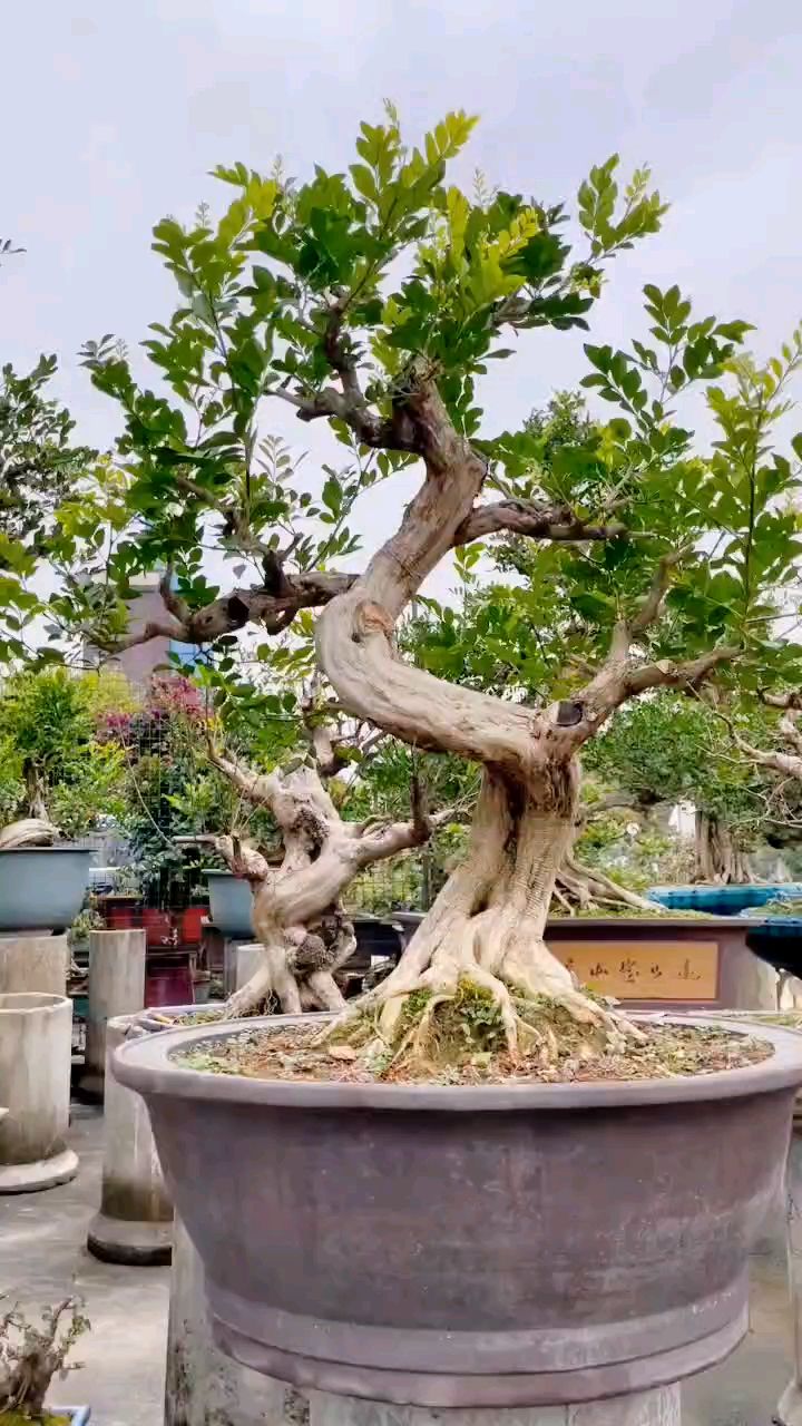 老桩九里香盆景