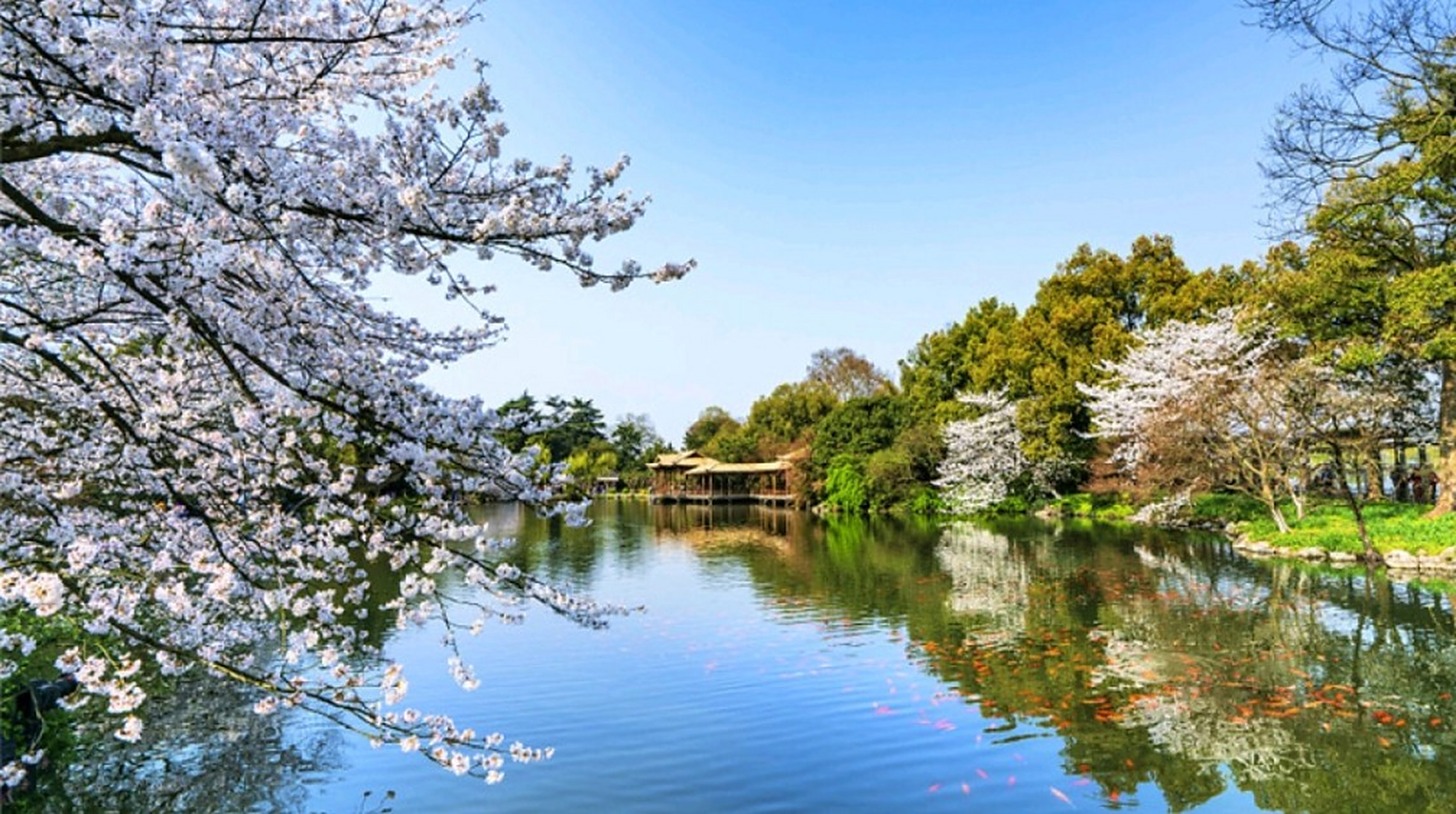 花港观鱼始建于南宋,清康熙三十八年(1699),皇帝玄烨游览西湖时,照