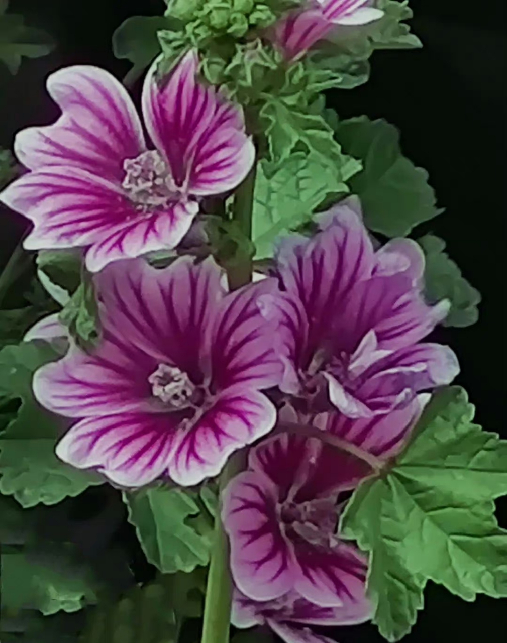 花卉鉴赏:锦葵,又名荆葵,钱葵,棋盘花,株高分枝多,花朵簇生,花色为紫