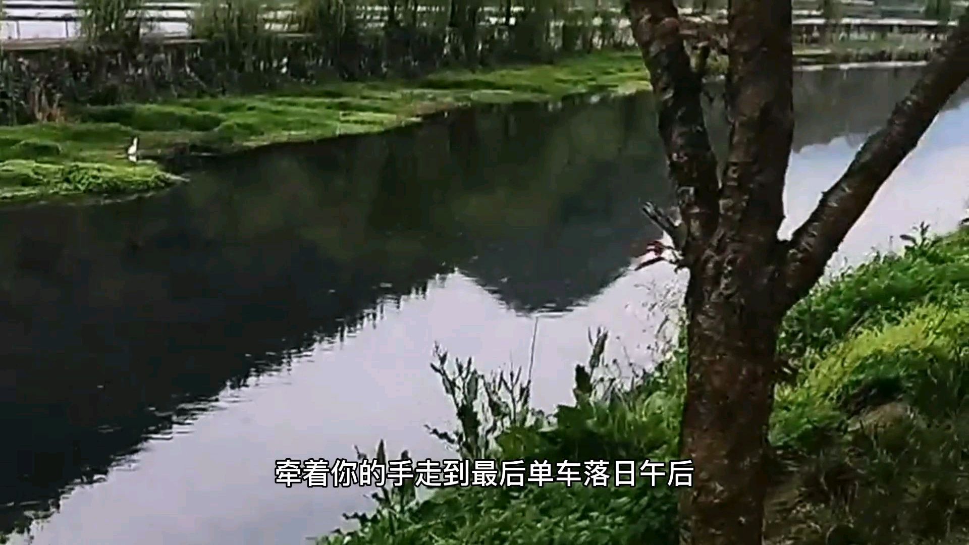 景色诱人的樱花大道走一走,静怡