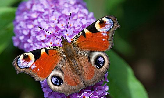 孔雀蝶靠吃什么为生