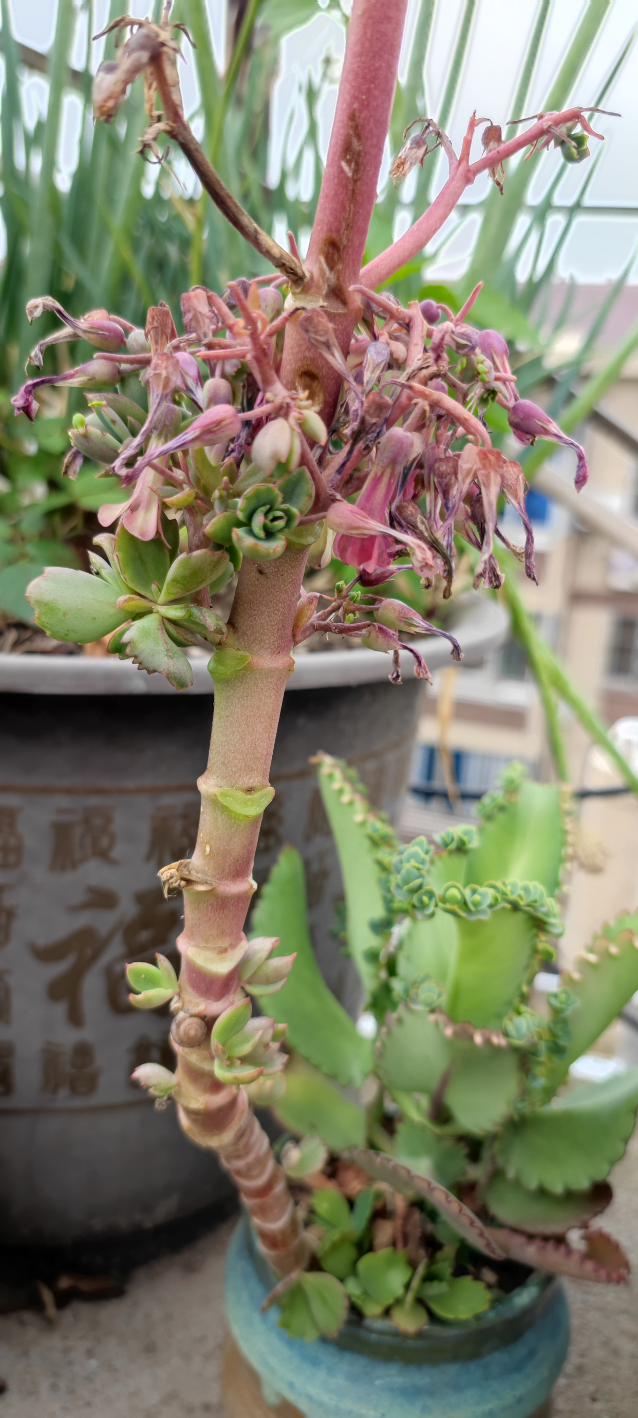 植物杀手的救赎——不死鸟