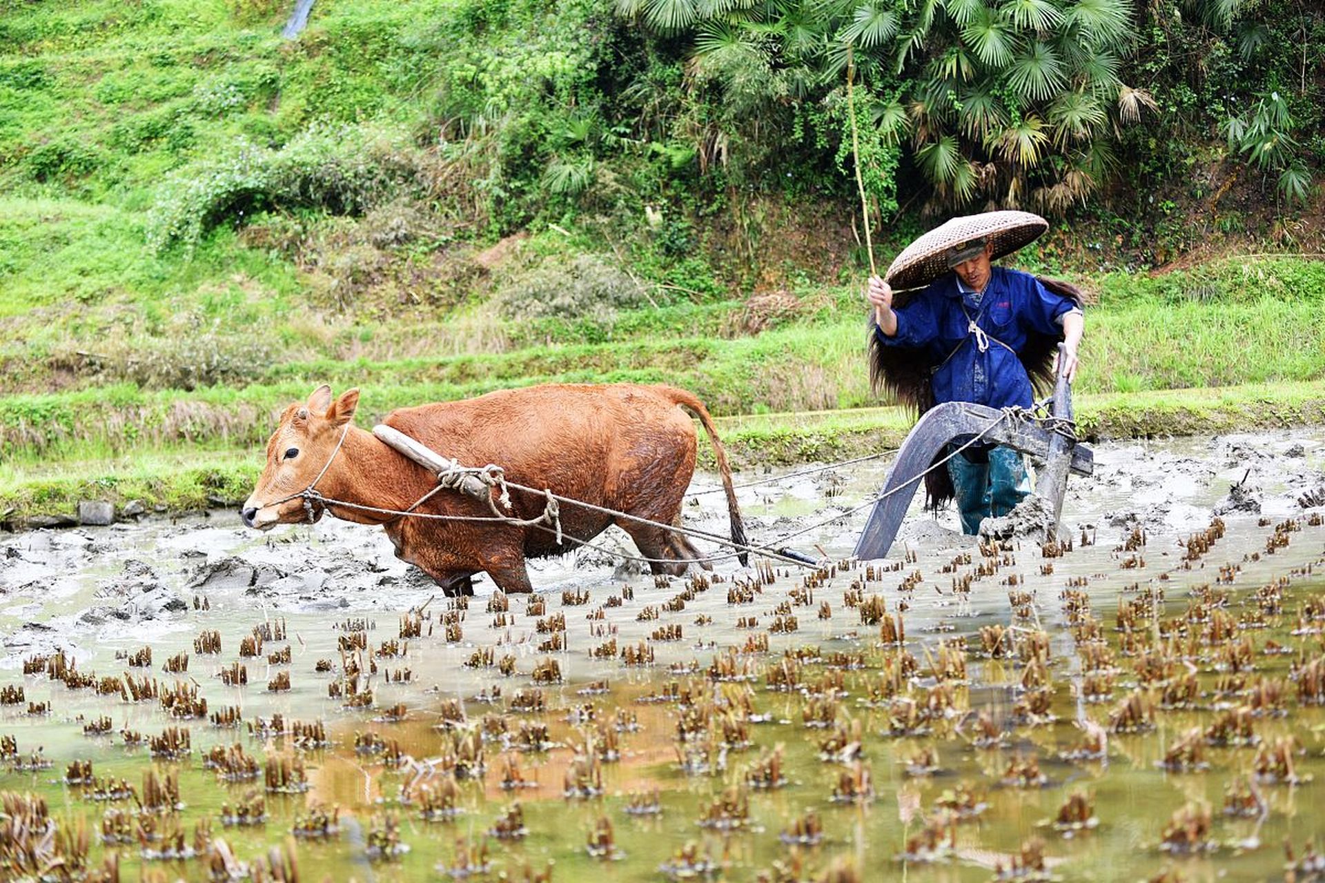 春耕正当时,黄牛拉犁犁田.#动物趣图