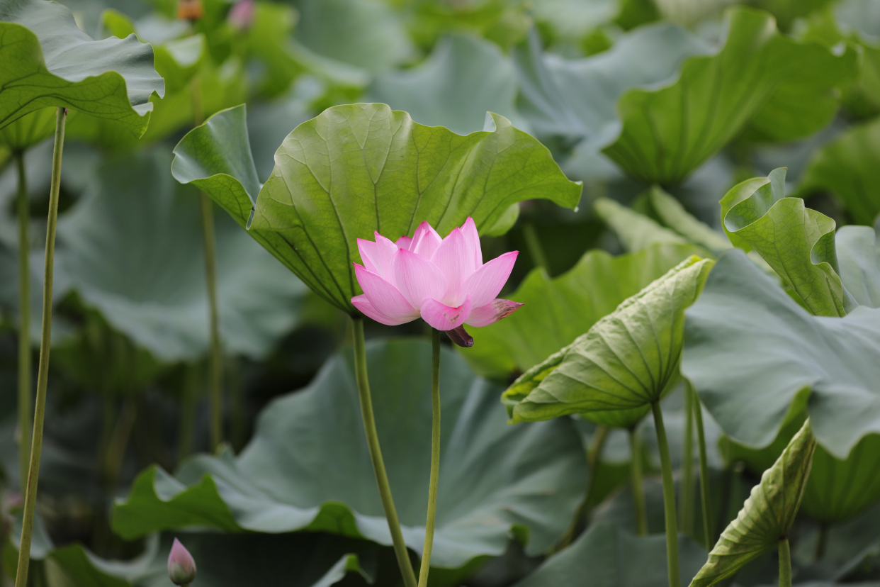 无锡鼋头渚荷花