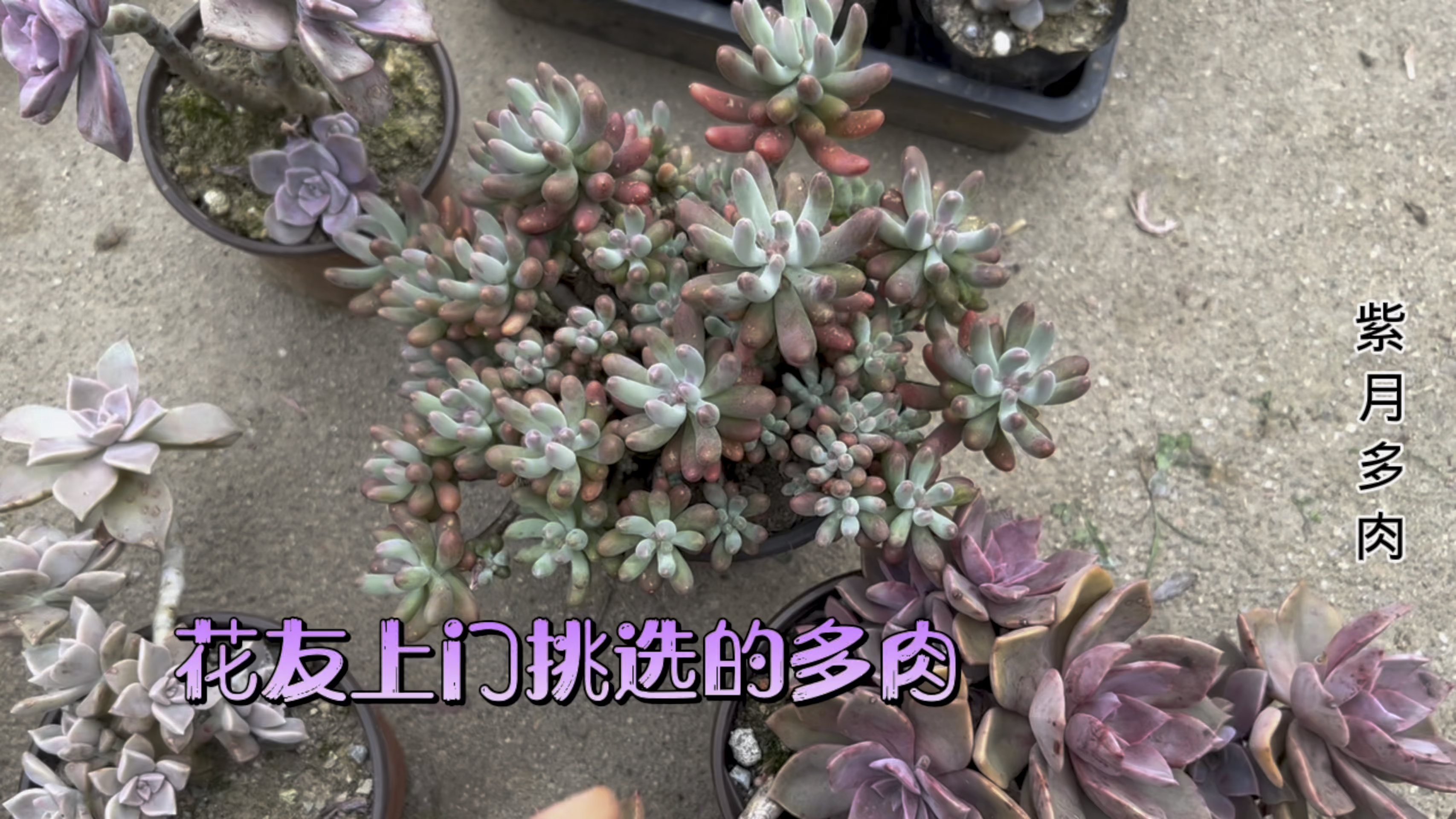 花友上门挑选的多肉,都是一些老桩多肉,最喜欢连盆端走不打包