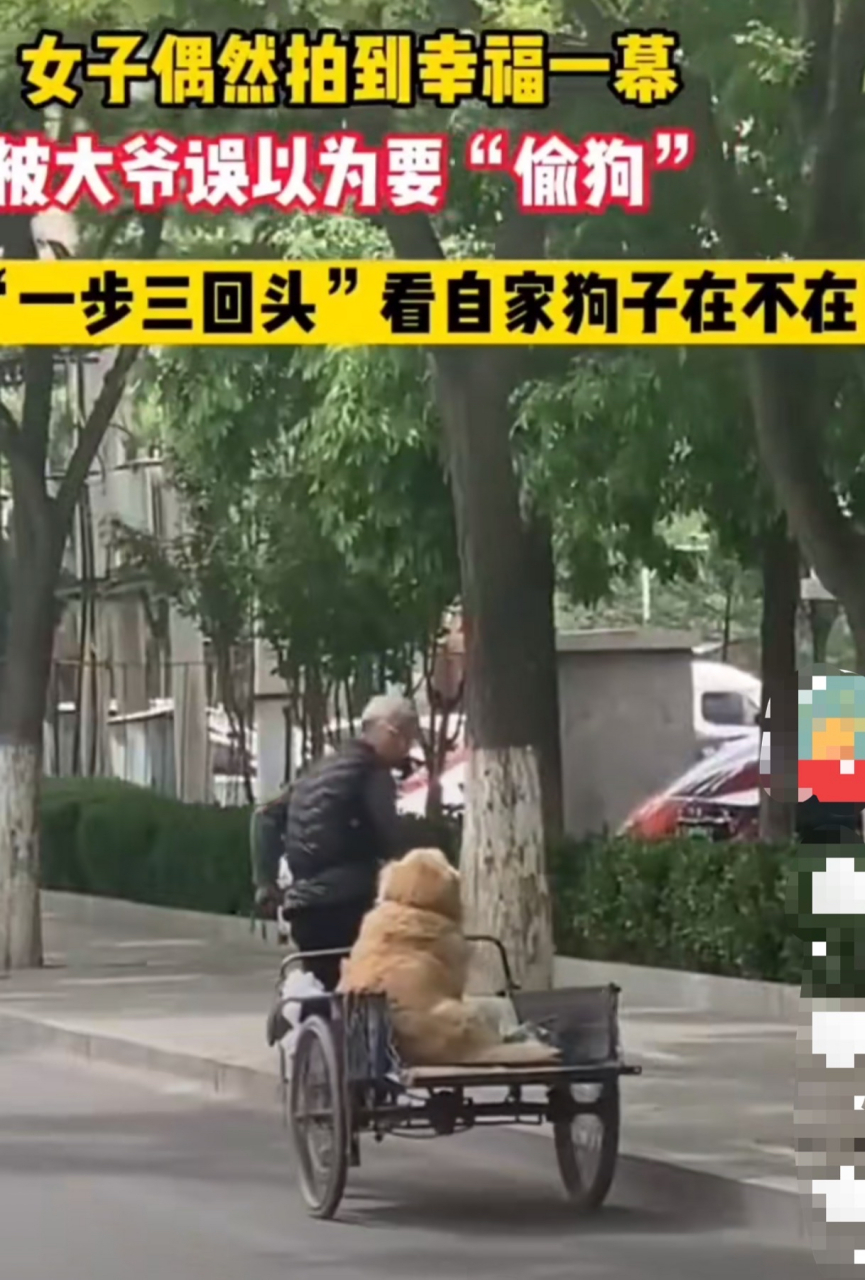 狗:爷爷,你就别老回头看了,我在呐在呐,稳稳滴,好好骑车!