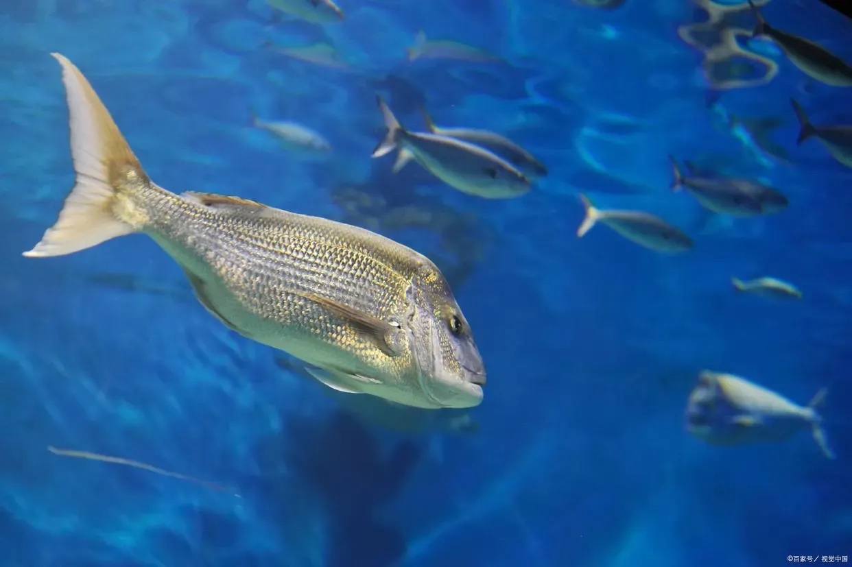 连15块钱吃个饭的钱都没有,我海底大鱼外国大地鱼照片秋刀鱼在海里