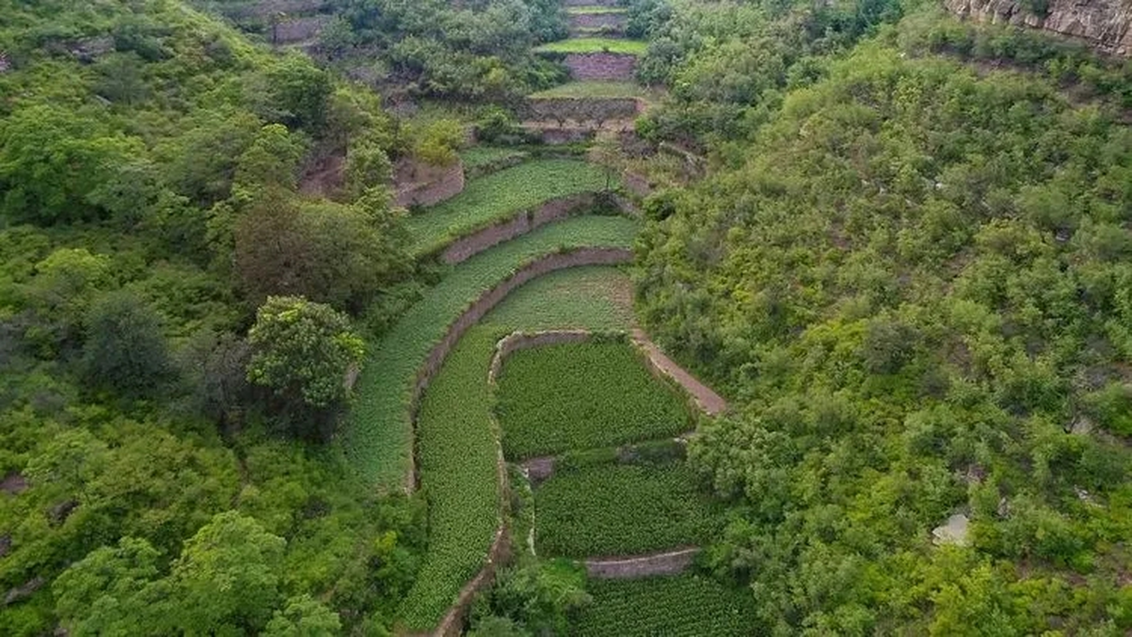 夏日生活创作季# 在鹤壁市淇县有一个名叫大石岩的山村,这里绿树骋耨