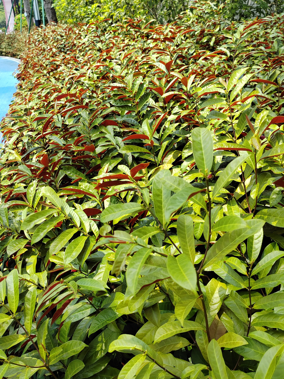 公园里的观赏植物:红背桂花,别名青紫木 红背桂花是一种实用价值较高