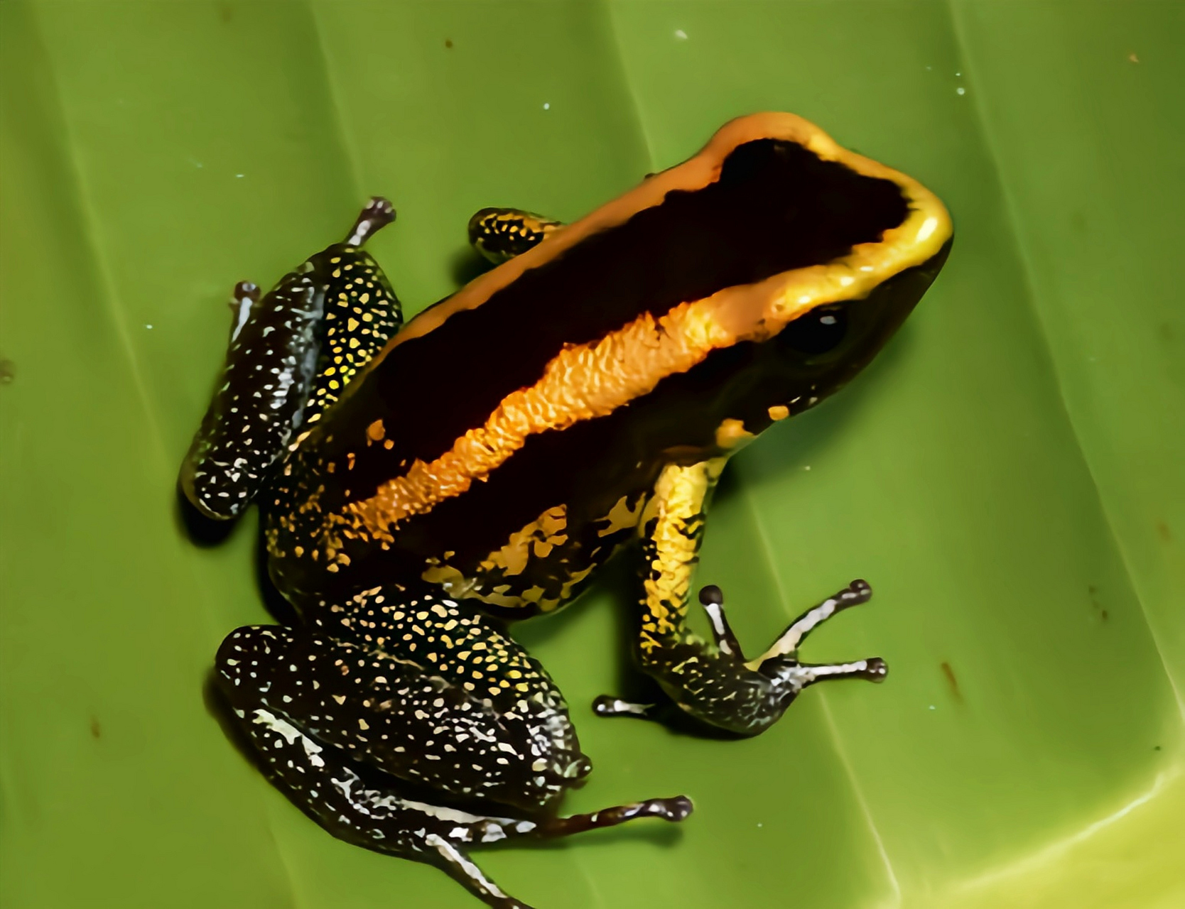 每天认识一种动物——可可箭毒蛙 可可箭毒蛙原产于南美洲哥伦比亚,它