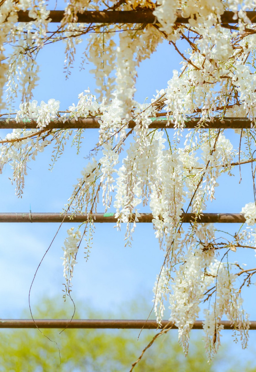 临风玉树,白花紫藤[微风#遇见春天的美好