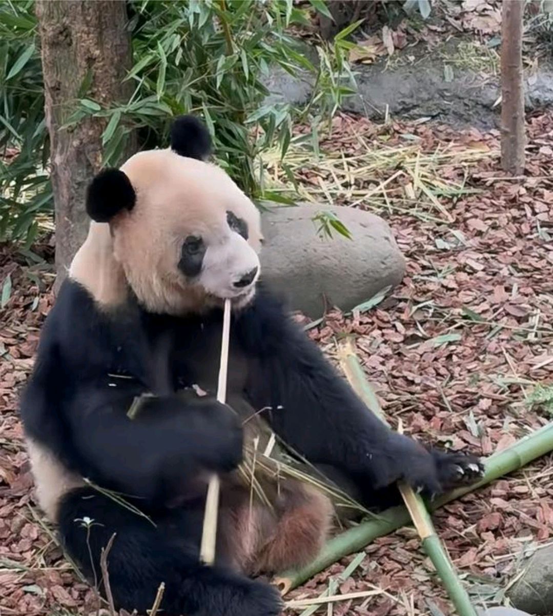 奥运熊猫家族的英雄母亲,大熊猫"娅娅"