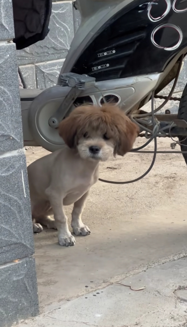 我看上狗子的发型了