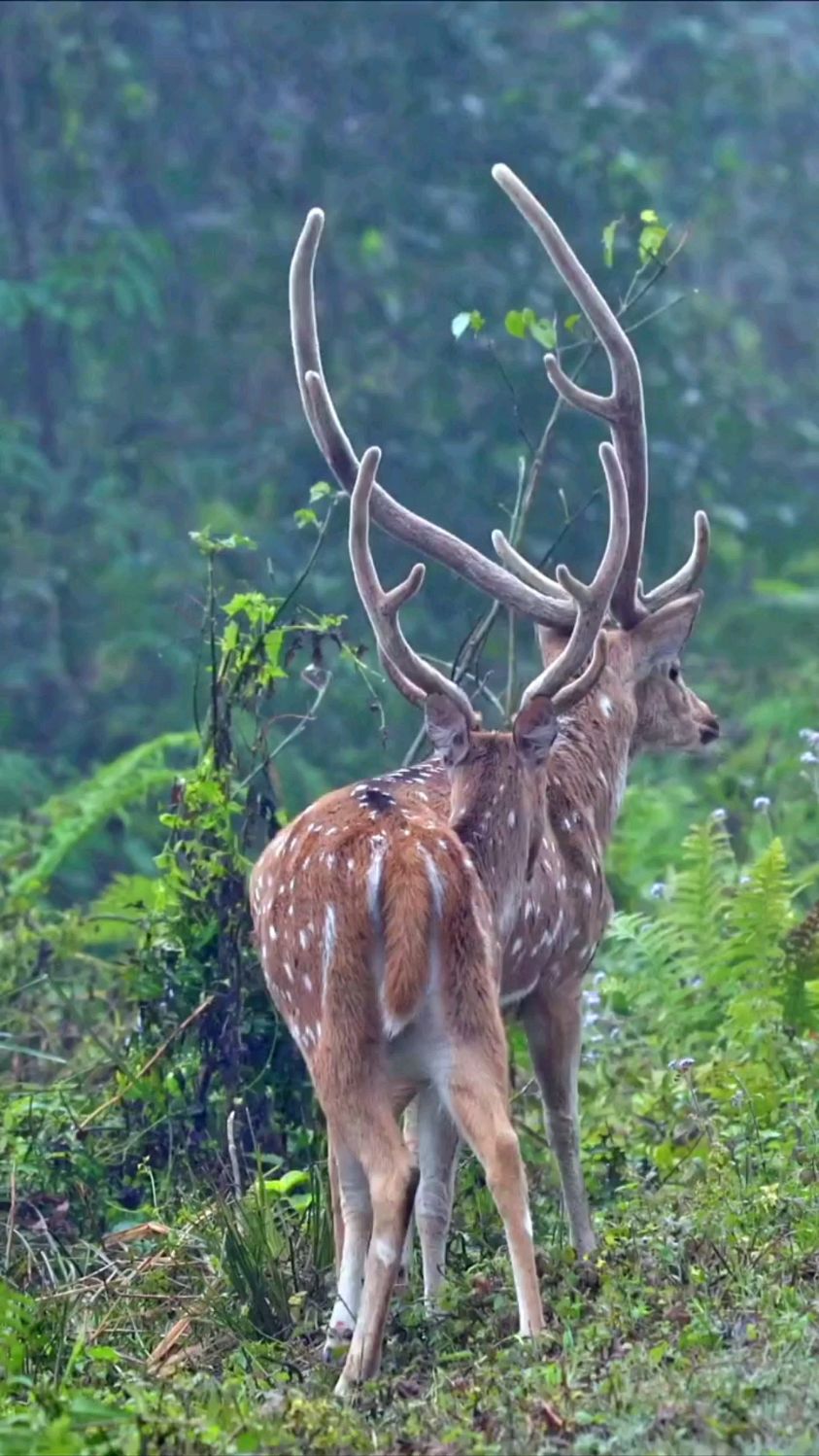 这两只叫作斑鹿,斑鹿是偶蹄目鹿科中的一种,它的样子与梅花鹿差不多.