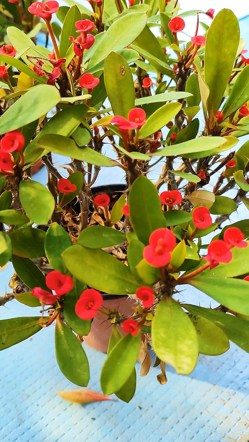 虎刺梅冬天黄叶掉叶的原因