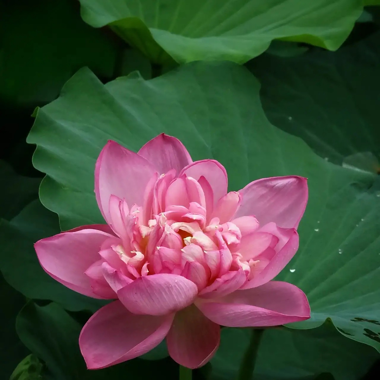 见面和和美美97好运连连91荷花盛开清风自来90