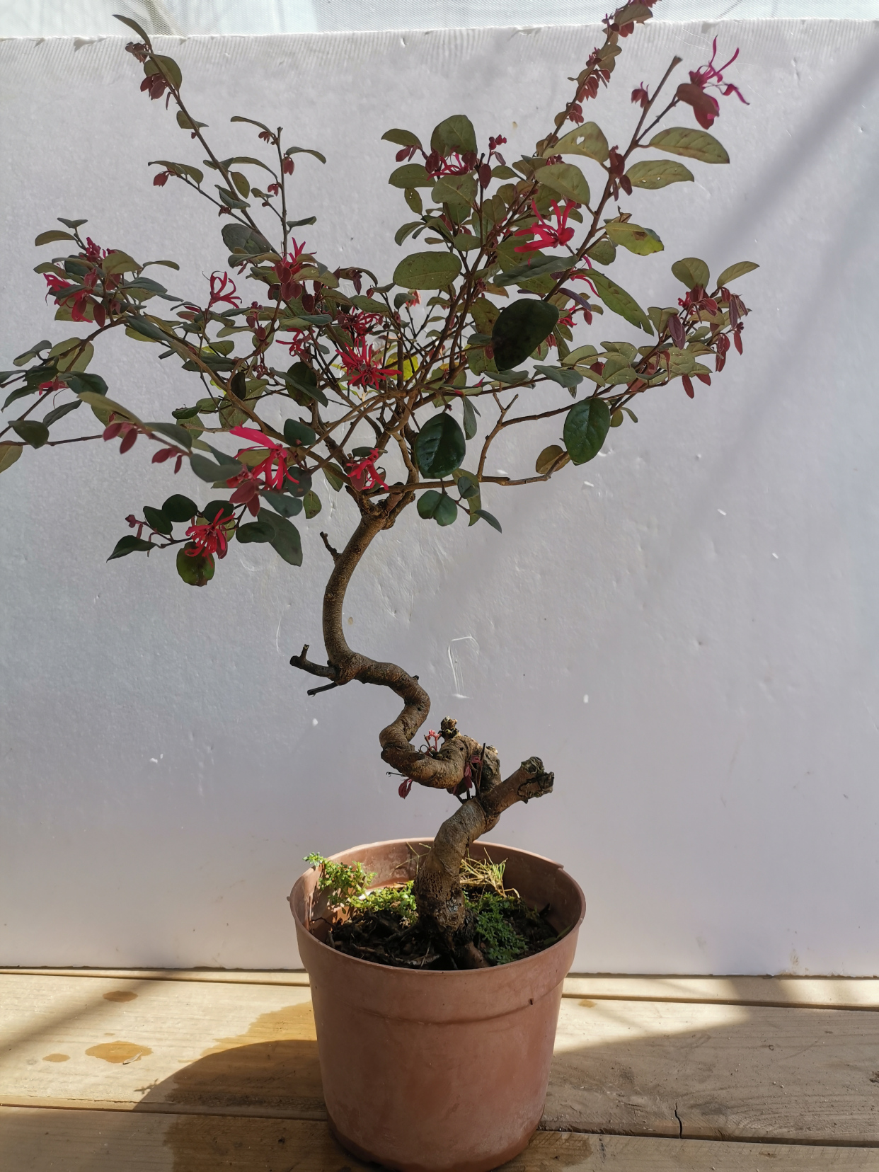 造型老桩红花继木