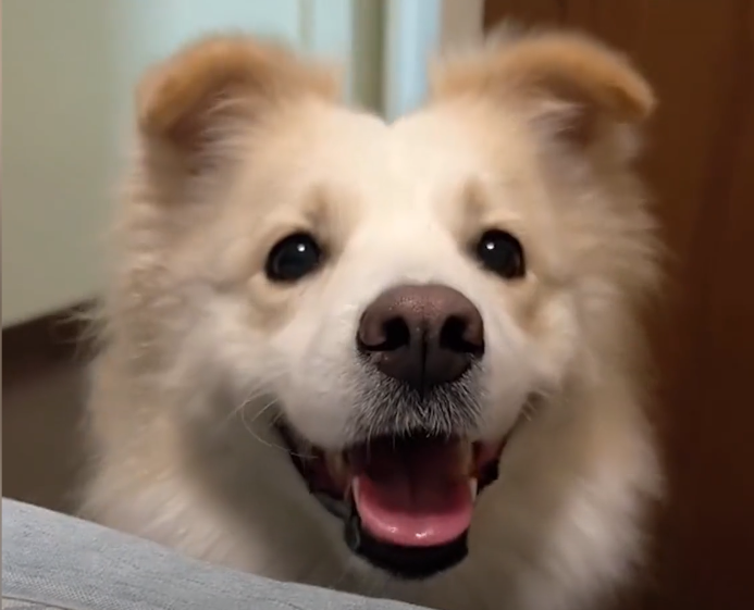 不仅能和主人无障碍交流,"狗界博士"陈贝拉到底有多聪明?