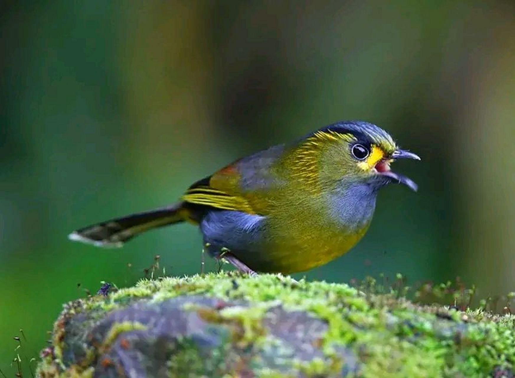 美丽的小鸟和红豆#摄影# #中国美景大赏