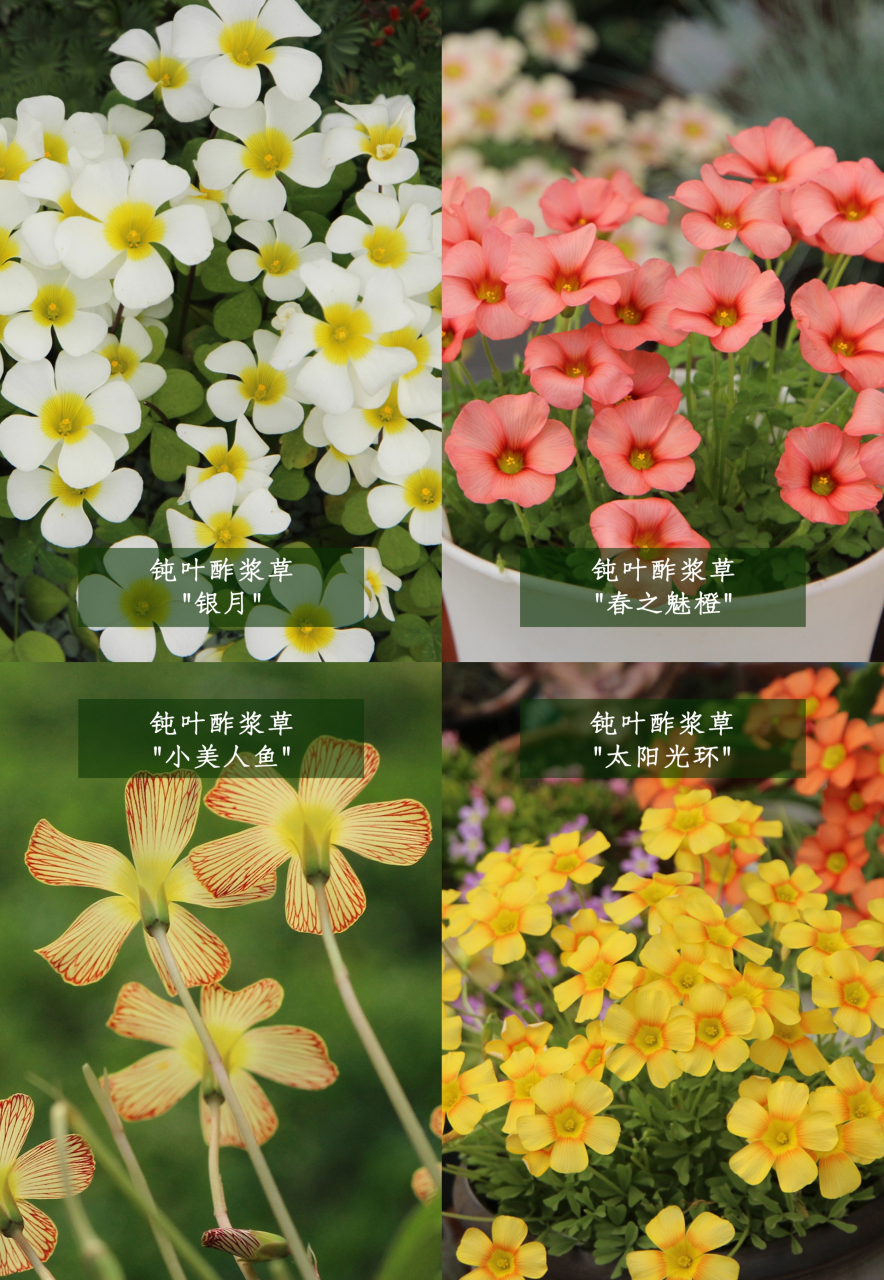 酢浆草超全品种图鉴合集(收藏) 冬春阳台上爆花的小精灵,你喜欢哪款?