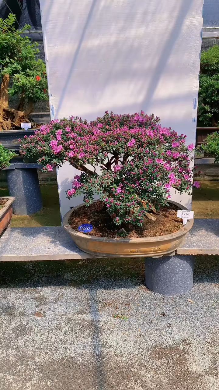 国产原生紫腊皮杜鹃盆景!