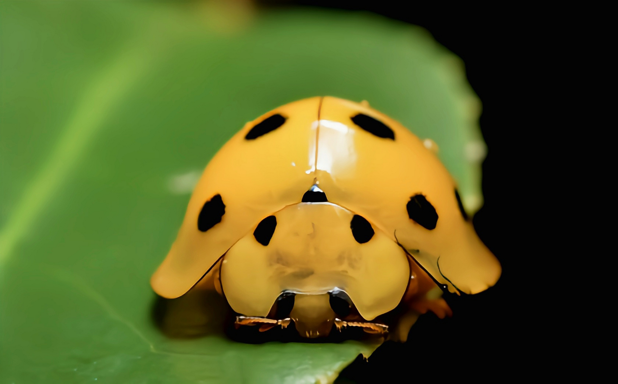 每天认识一种昆虫——十斑大瓢虫 十斑大瓢虫原于亚洲中国,印度,印尼