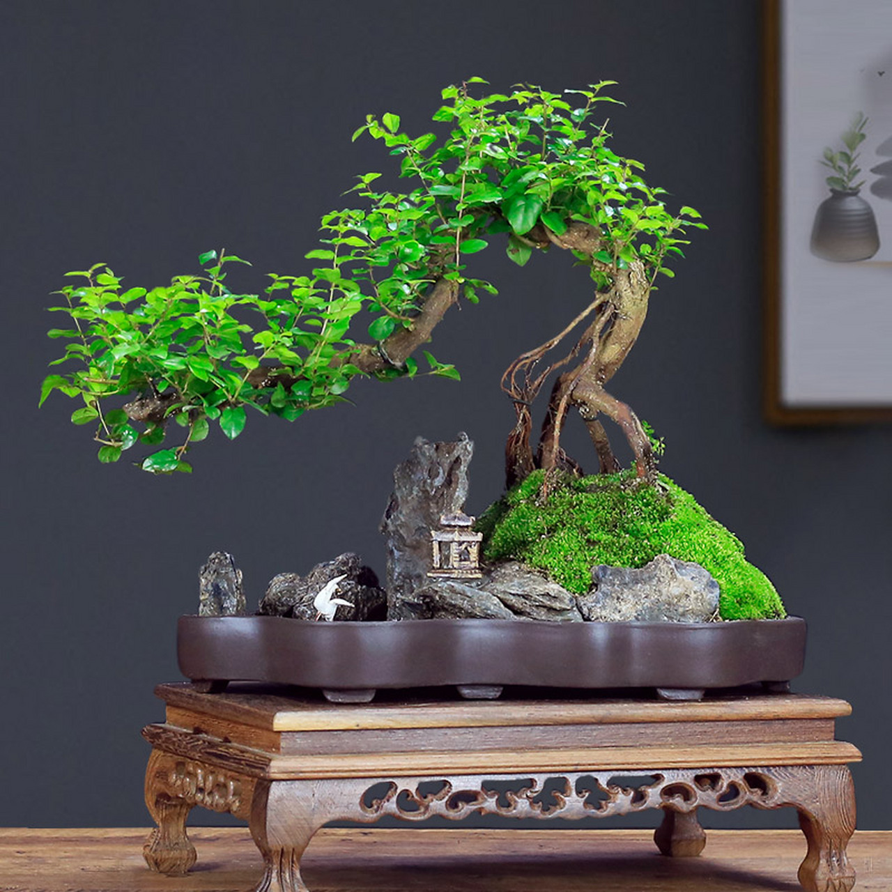 小叶雀梅树桩的造型优雅,假山与植物的搭配更显自然之美.