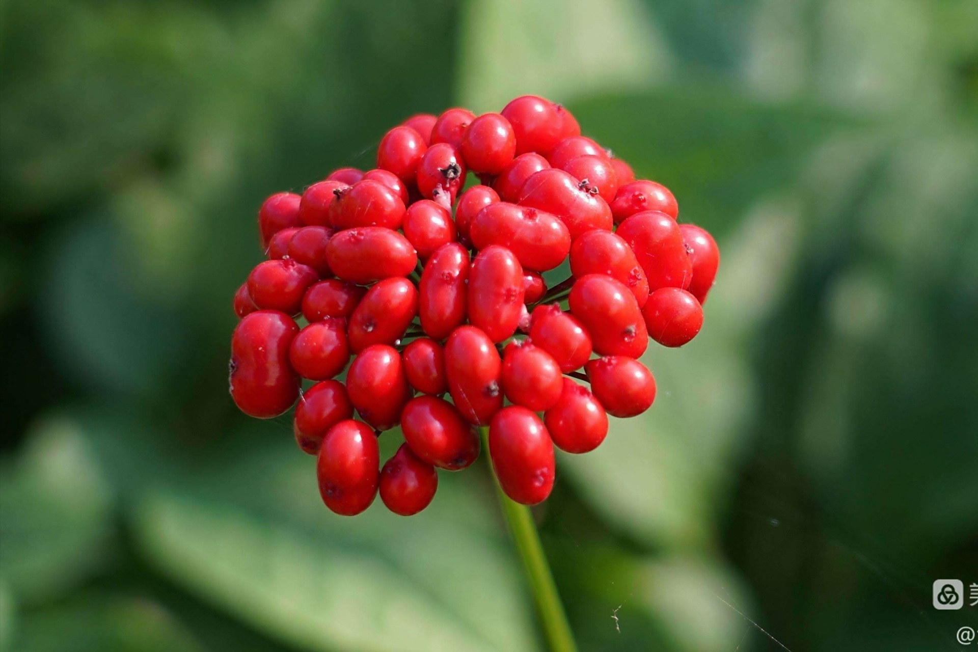 这是人参的果实,红彤彤的,真抢眼,里面包裹的就是人参的种子