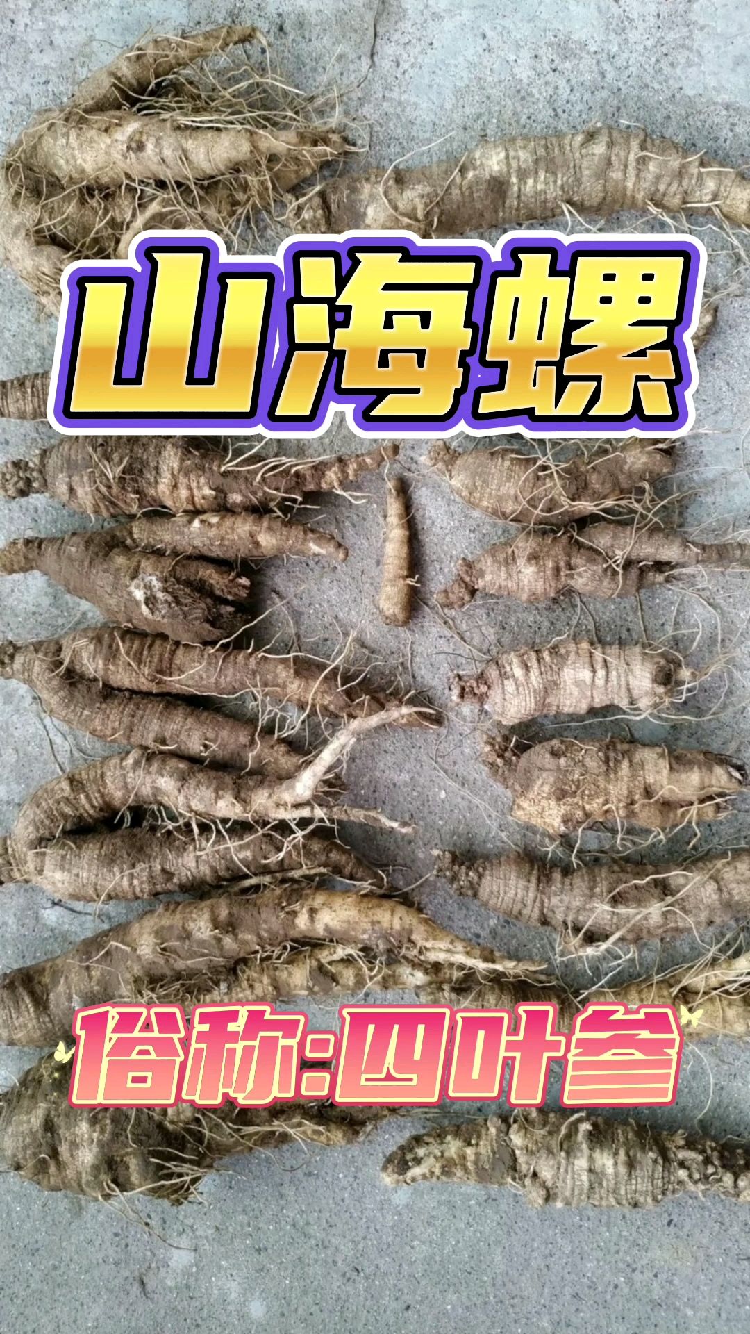 在中药里它叫山海螺,俗称:四叶参,药食同源的,既