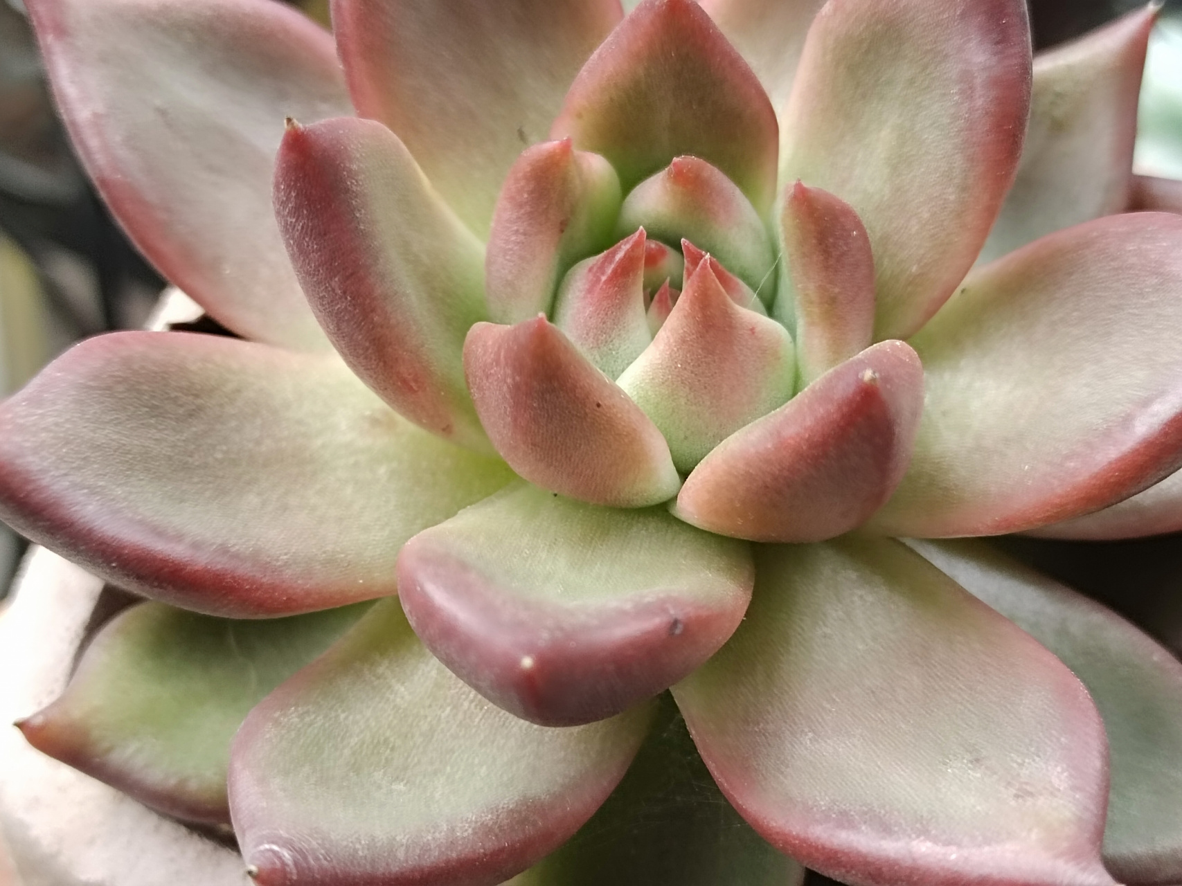 红颜蜜语杂,皮蛋,红颜蜜语,出了两天太阳就开始上色了#多肉植物