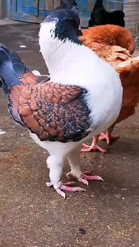 鸽子活物一对元宝鸽纯特大型肉信鸽观赏鸽落地王鸽子包下蛋活体 红色