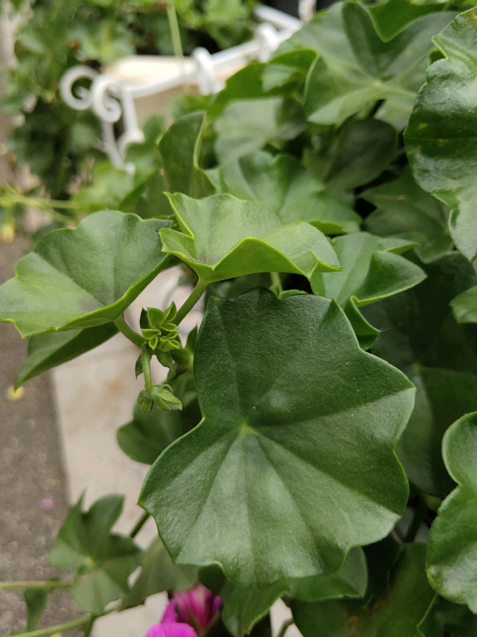 盾叶天竺葵(蔓性天竺葵)  98是牻(máng)牛儿苗科天竺葵属植物