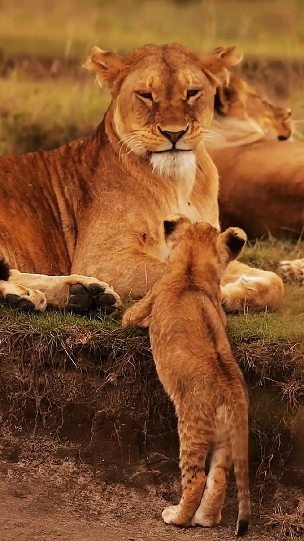 母狮子和小狮子亲情图片