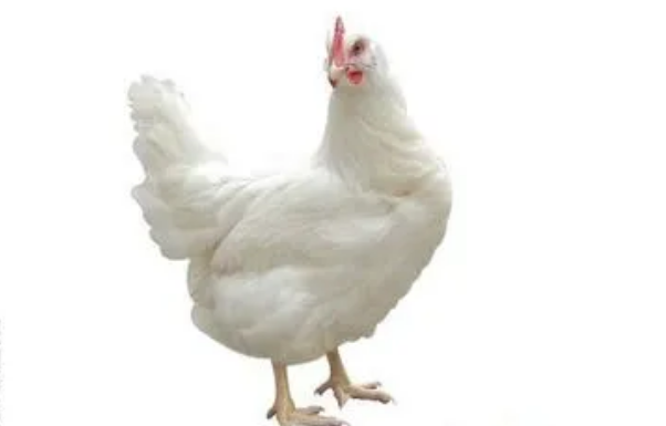 粉壳蛋鸡品种
