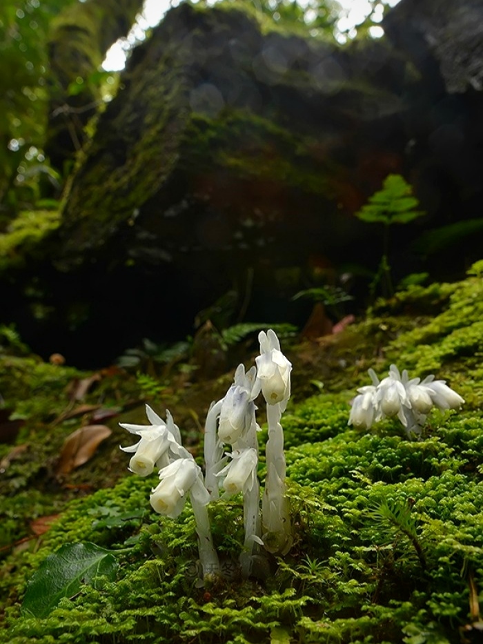 幽靈之花水晶蘭