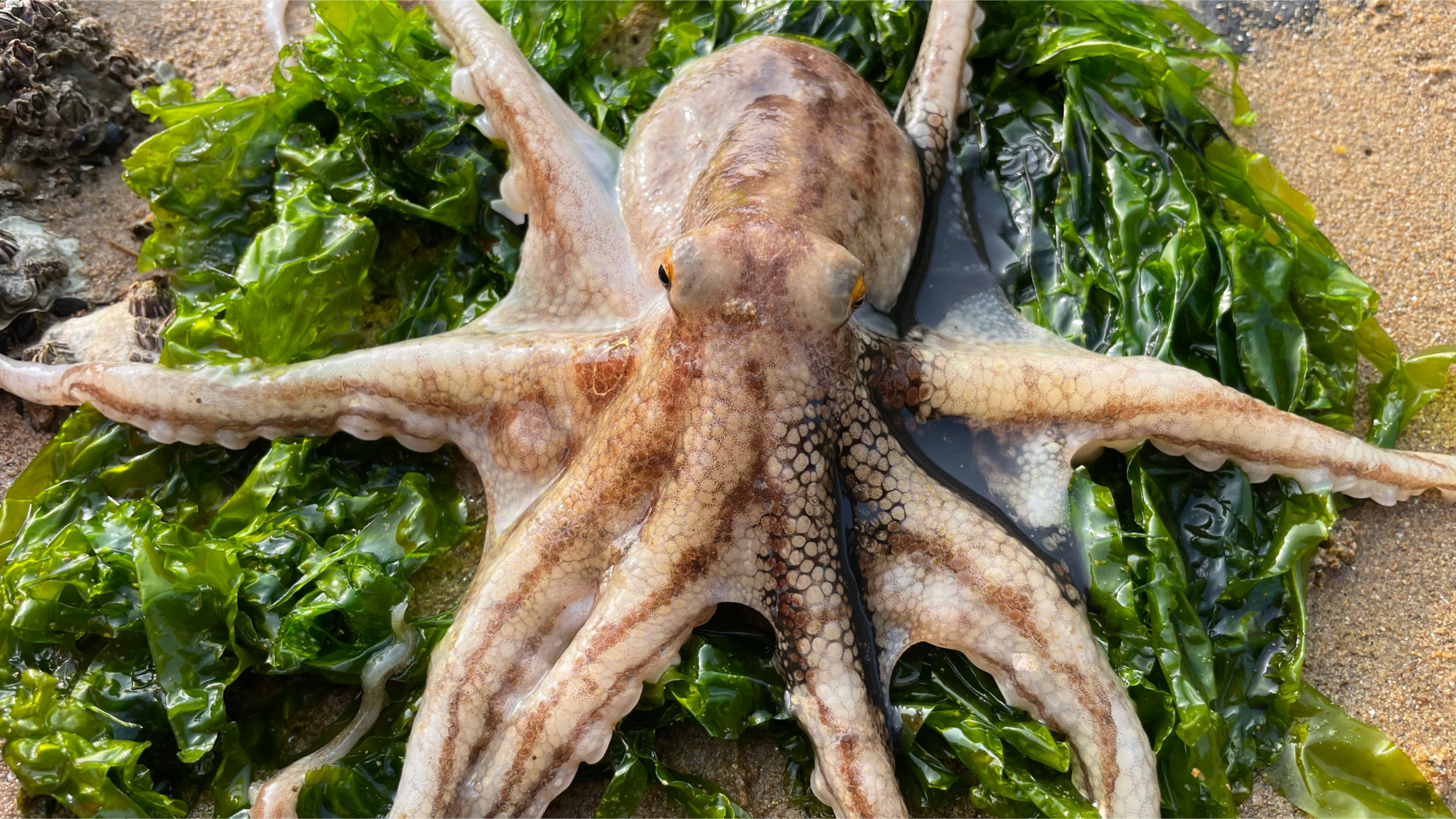 冬天退潮后,八爪鱼都喜欢躲在这里,还有喜欢吃草的大虎虾?