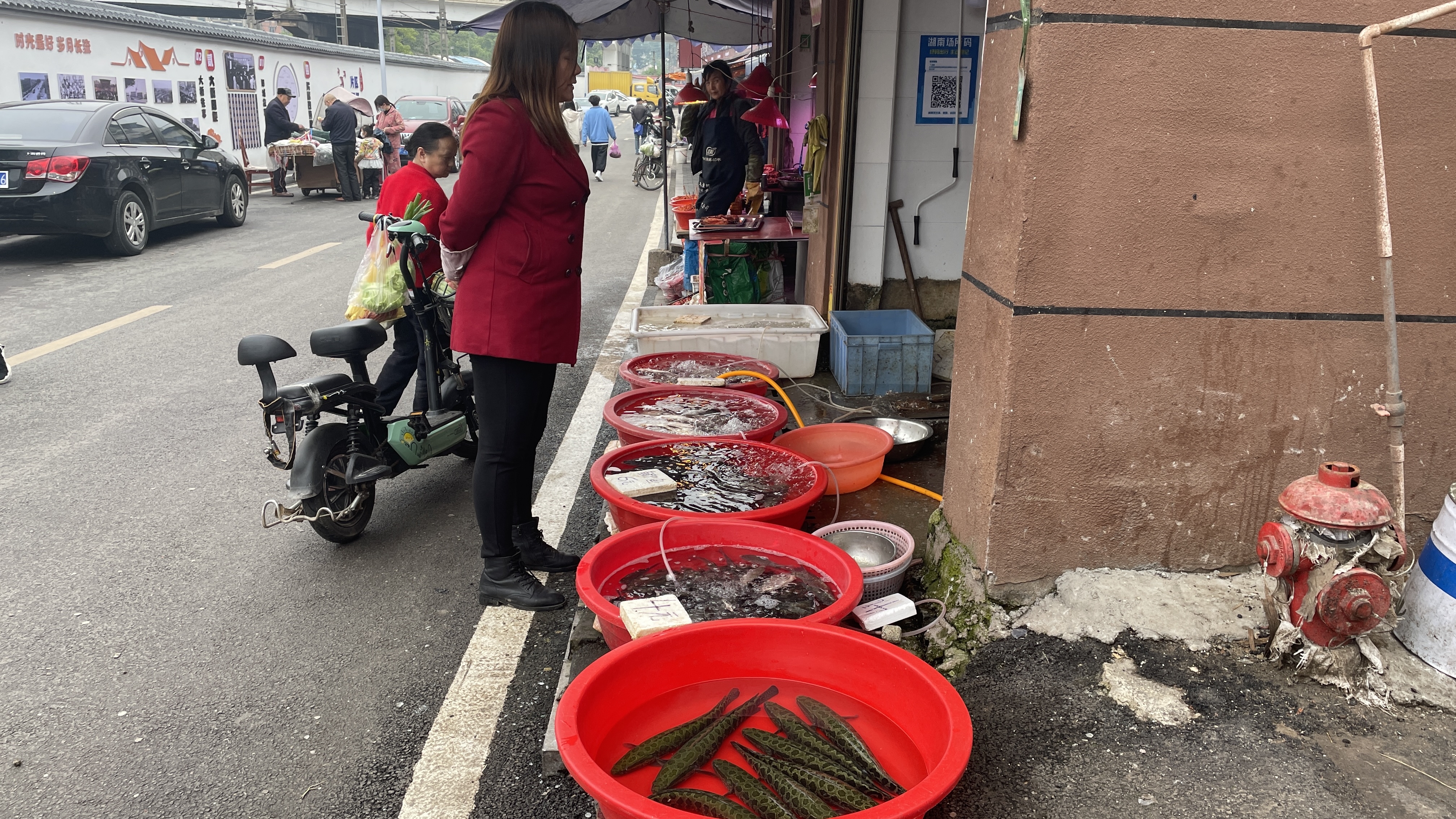 广东6月份草鱼突然暴跌,到底卖多少钱一斤呢?大家快来看看