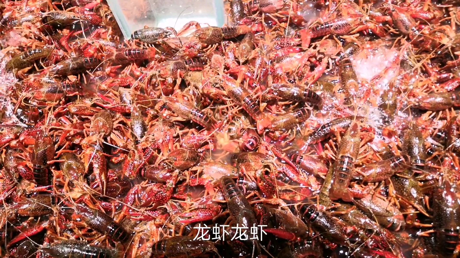 鲫鱼妹大家看看武汉水产鱼虾蟹,价格不贵蛮便宜,大家觉得呢