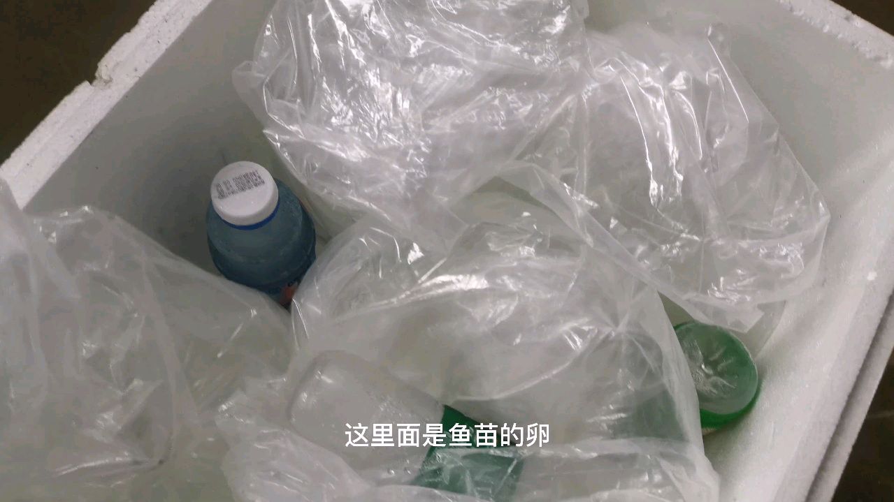 刚刚买回来的鱼卵怎么孵化,孵化过程以为很困难,看了自己也会养